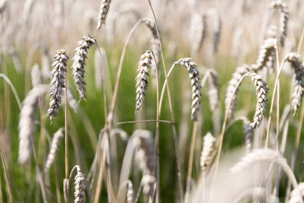 Спелые Колосья Пшеницы Осенью — стоковое фото