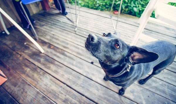 Evin eşiğinde sevimli bir köpek.