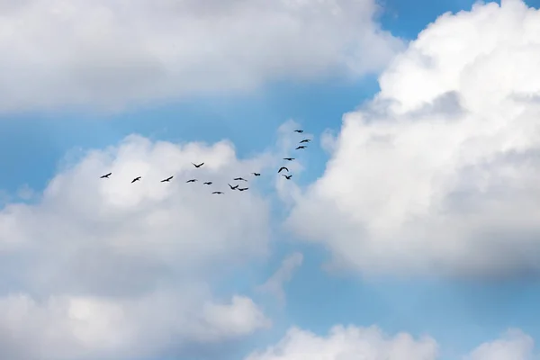 Verão Céu Nublado Pássaros — Fotografia de Stock