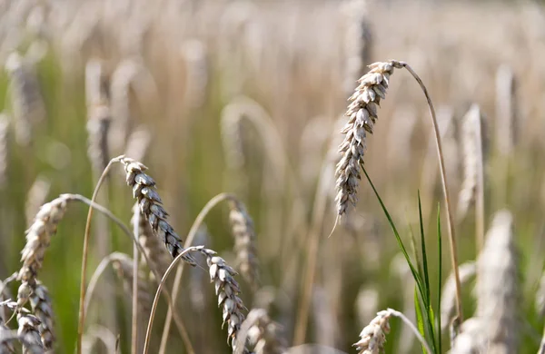 Спелые Колосья Пшеницы Осенью — стоковое фото