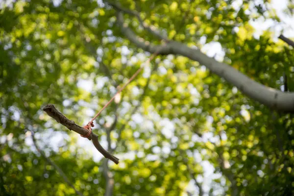 Vogel Ast Des Baumes — Stockfoto