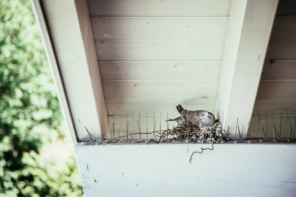 Vogel Auf Nest Frühling Hintergrund — Stockfoto