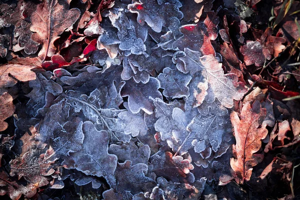 Folhas Coloridas Parque — Fotografia de Stock