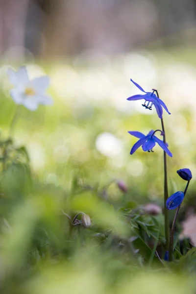 Mooie Bloemen Groene Tuin — Stockfoto