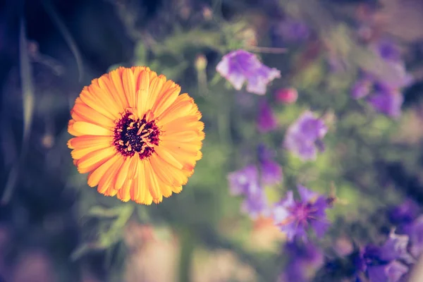 Hermosas Flores Jardín Cerca — Foto de Stock