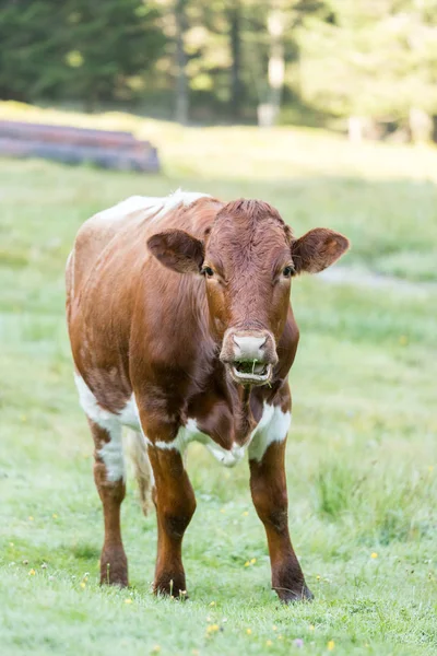 İnek çayırda otluyor.