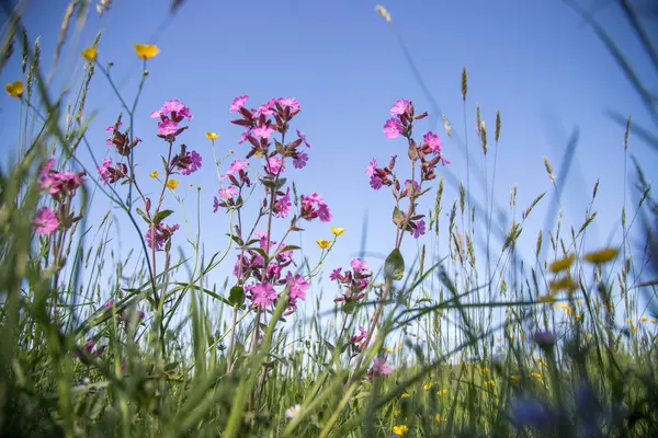 Yeşil bahçede güzel çiçekler