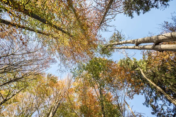 Φθινοπωρινό Δάσος Δέντρα Και Γαλάζιο Ουρανό — Φωτογραφία Αρχείου