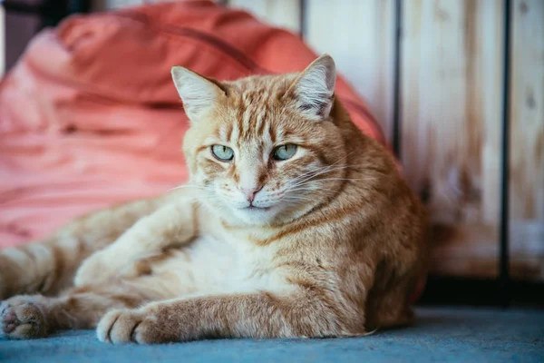 夏には緑の草の中の猫 — ストック写真