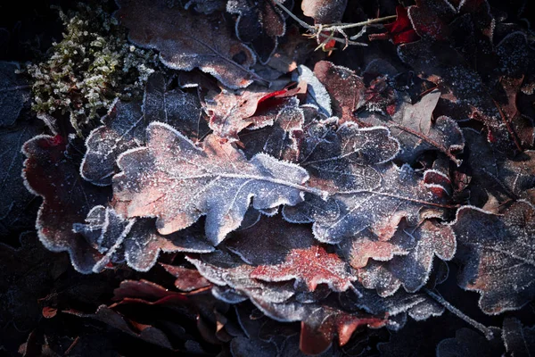 Цветные Листья Парке — стоковое фото