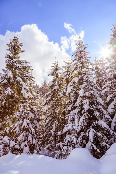 Dağlarda kış ormanı