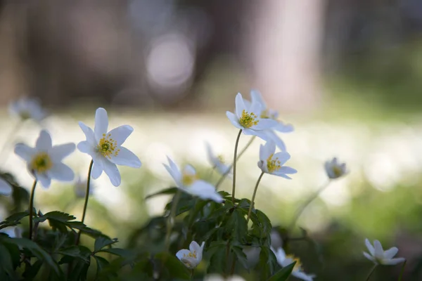 Krásné Květiny Zelené Zahradě — Stock fotografie