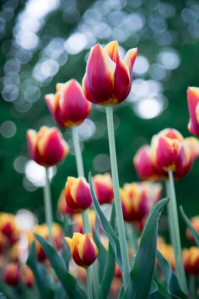 Güzel laleler yeşil bahçede