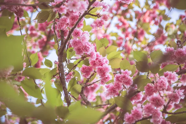 Bellissimi Fiori Rosa Nel Giardino Verde — Foto Stock