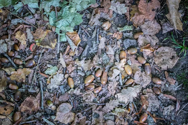 Őszi Levelek Makkok Földön — Stock Fotó