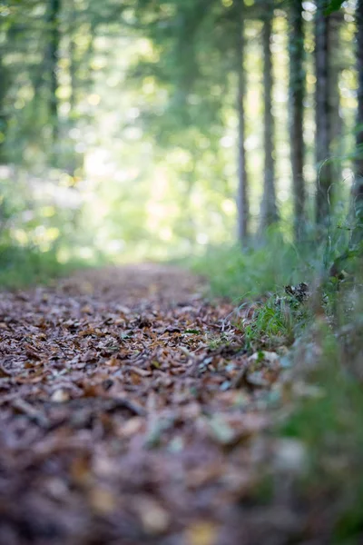 Yaprakları olan güzel bir sonbahar ormanı