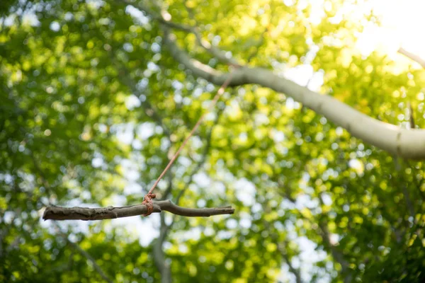 Grüne Bäume Auf Dem Ast — Stockfoto