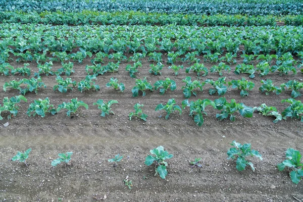 农业场上年轻的绿色和红色沙拉 — 图库照片
