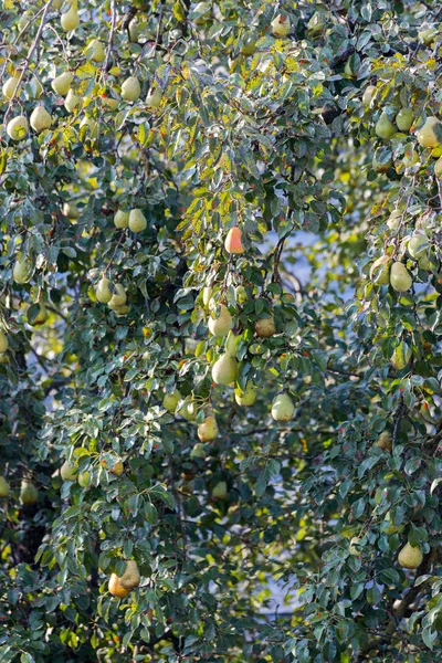 Pear Tree Garden — Stock Photo, Image
