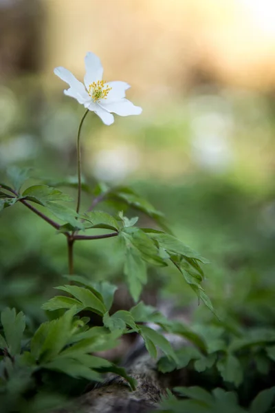 Bellissimo Fiore Sfondo Campo — Foto Stock