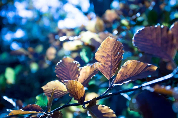 Podzimní Listí Větve — Stock fotografie