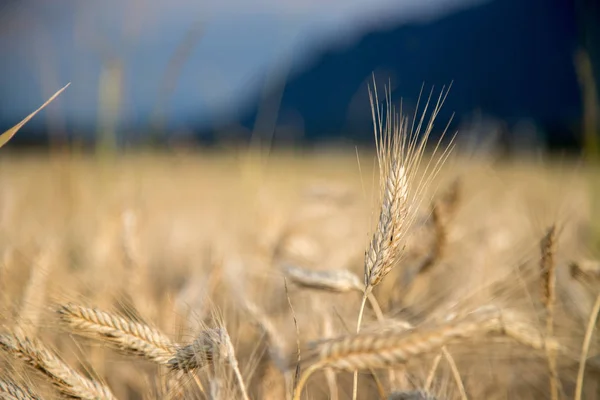 Pšeničné Uši Zemědělství Zemědělství — Stock fotografie