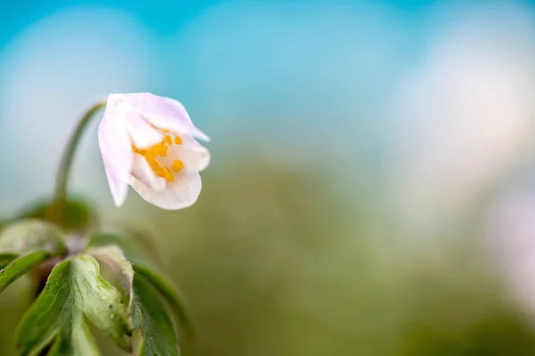 Krásná Květina Pozadí Zblízka — Stock fotografie