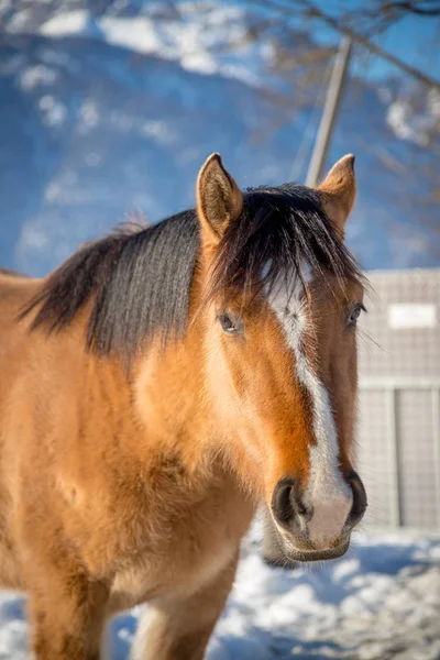 Beautiful Brown Horse Winter — Stock Photo, Image