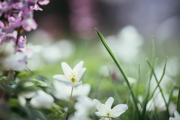 Mooie Bloemen Groene Tuin — Stockfoto