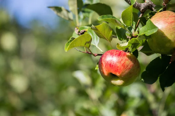 Manzanas Colgantes Las Ramas Del Árbol — Foto de Stock