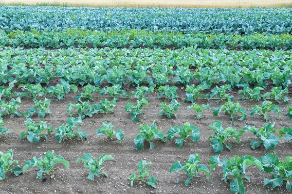 Young green and red salad on an agriculture field