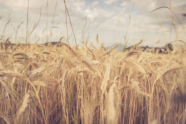 Пшеничное Поле Утром Заднем Плане — стоковое фото