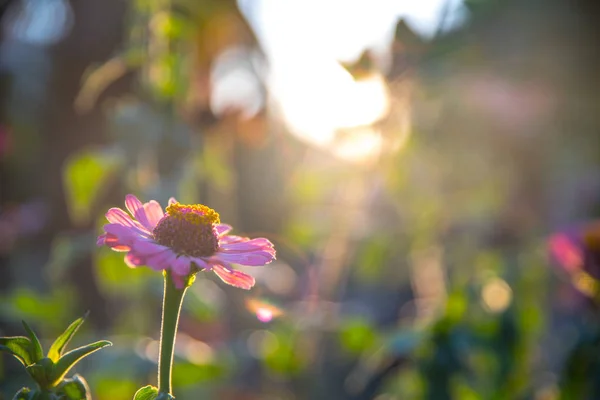 Gros Plan Une Belle Fleur Printemps Gerbera — Photo