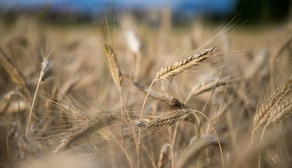 Пшеничные Уши Сельское Хозяйство — стоковое фото