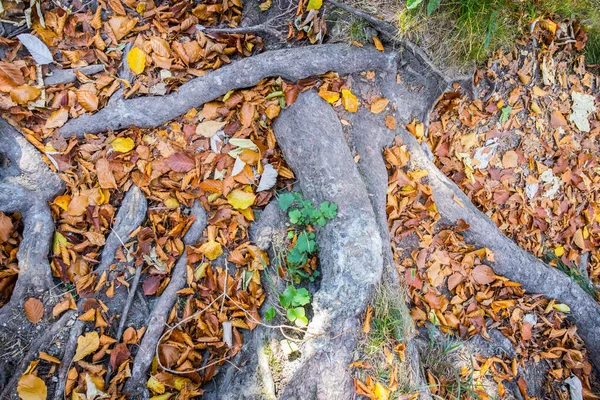 Arka planda sonbahar yaprakları