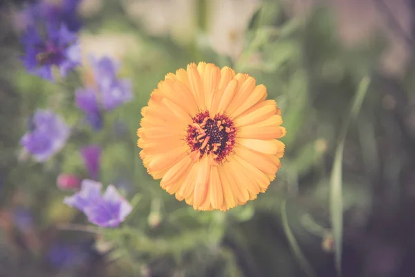 Hermosas Flores Jardín Cerca — Foto de Stock