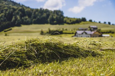 Fresh mowed hay on a meadow, countryside clipart