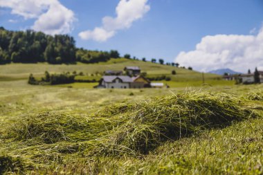 Fresh mowed hay on a meadow, countryside clipart