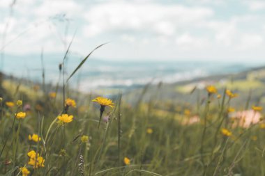 Baharda renkli alp çiçekleri, resmi kapatın.