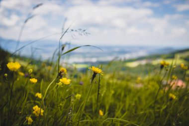 Baharda renkli alp çiçekleri, resmi kapatın.