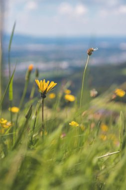 Baharda renkli alp çiçekleri, resmi kapatın.