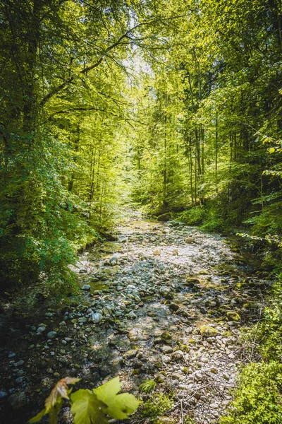 Прекрасний Ідилічний Річковий Лісовий Ландшафт Альпах Австрія Глазенбах — стокове фото