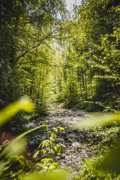 Belo Rio Idílico Paisagem Florestal Nos Alpes Áustria Glasenbach — Fotografia de Stock