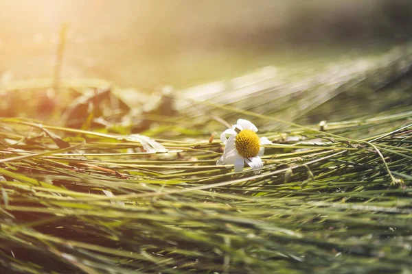 Frisch Gemähtes Heu Auf Einer Wiese Landschaft — Stockfoto