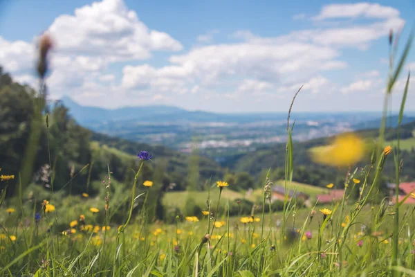 Красочные Альпийские Цветы Весной Закрыть Картину — стоковое фото