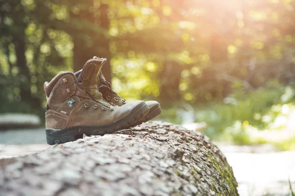 Alpenlaarzen Een Boomstam Wandeltocht Alpen Wandelvakantie — Stockfoto