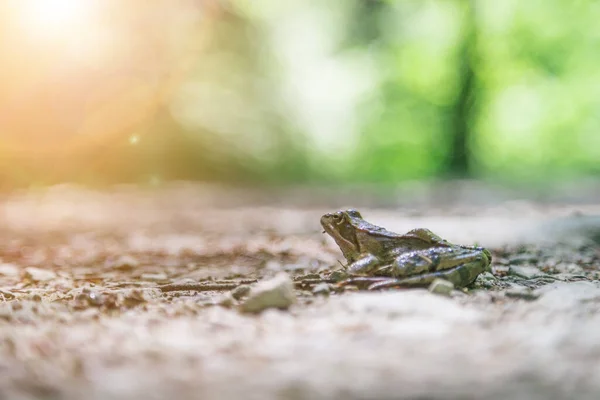 Close Frog Stony Floor Forest — Stock Photo, Image