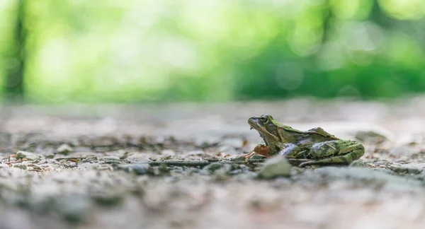 Zbliżenie Żaby Kamiennej Podłodze Lesie — Zdjęcie stockowe