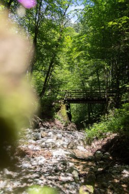 Ormandaki küçük dağ nehri.