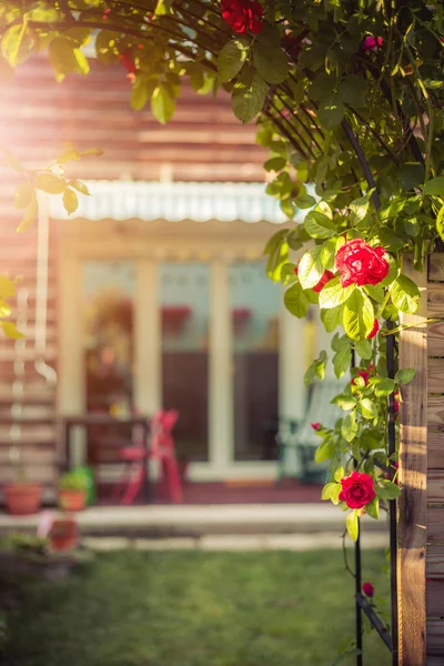 Fleurs Roses Rouges Petit Jardin Avec Lit Surélevé Dans Fond — Photo